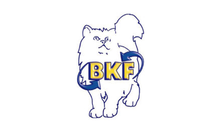 BKF-Schule GmbH